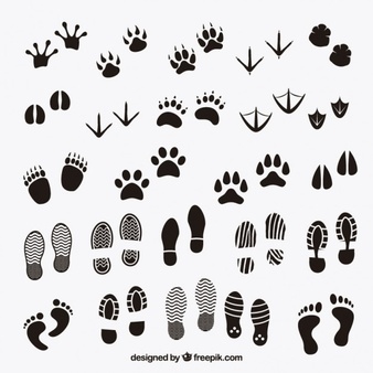 footprints-shadows-of-animals-and-human_23-2147504112