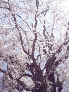 高山村　水中しだれ桜 (4)1