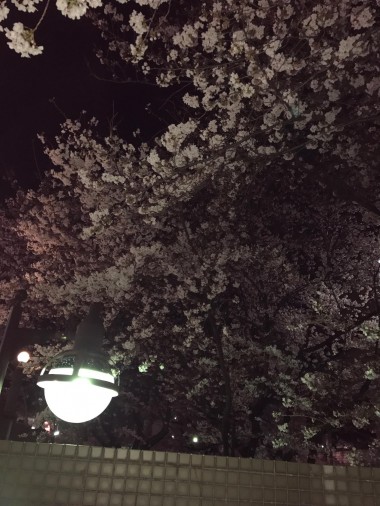夜桜。-1848