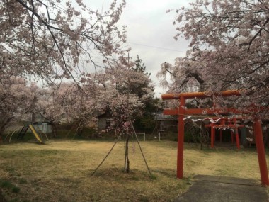 加増稲荷神社の公園の桜